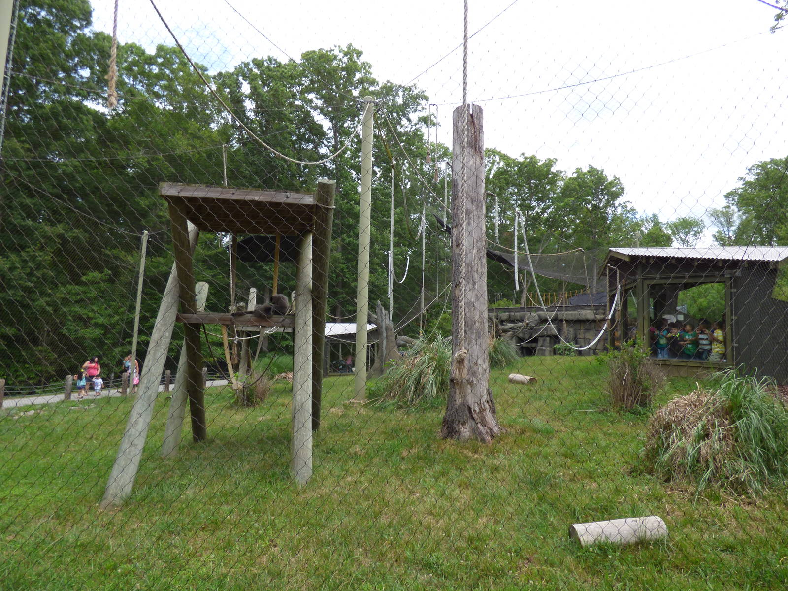 Javan Gibbon Exhibit