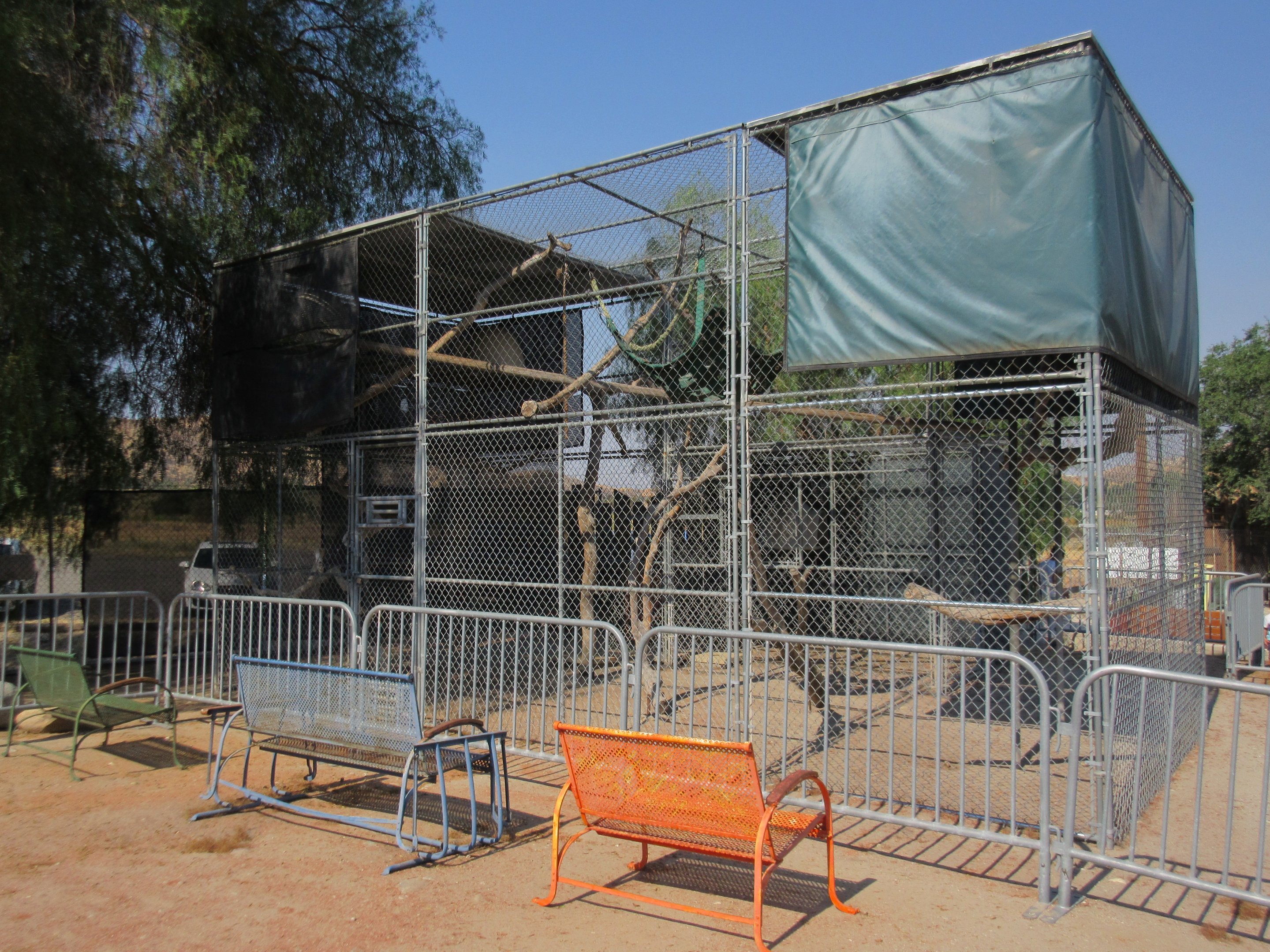 Javan Gibbon Exhibit