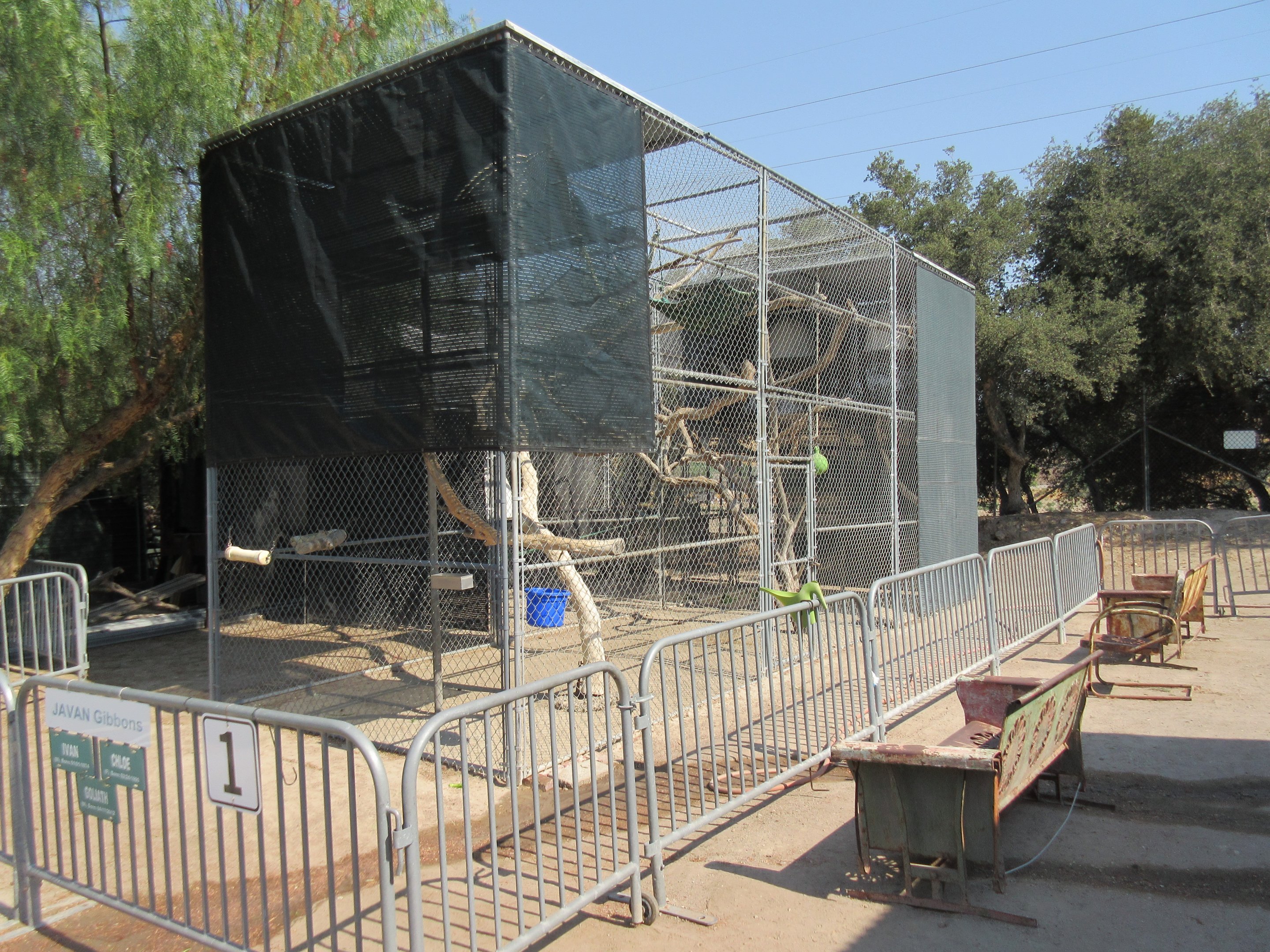 Javan Gibbon Exhibit