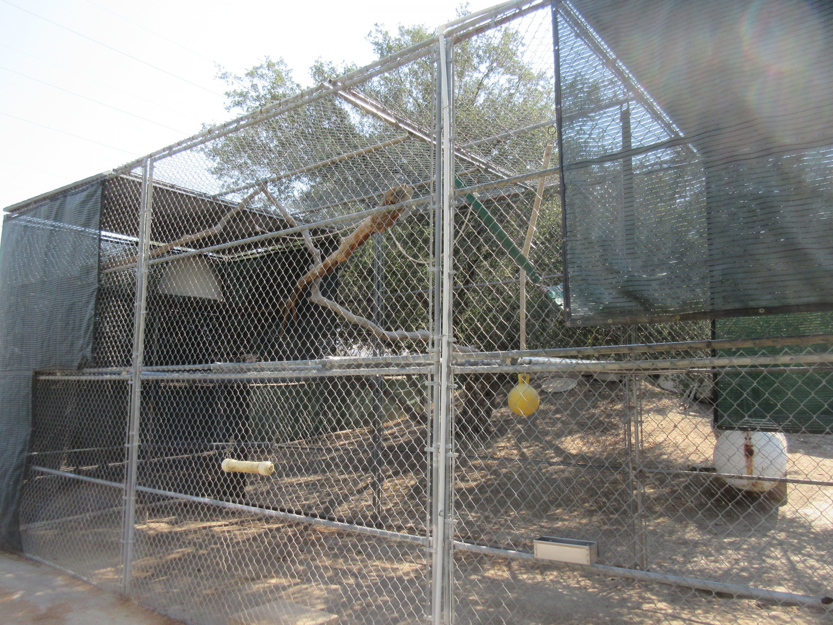 Javan Gibbon Exhibit