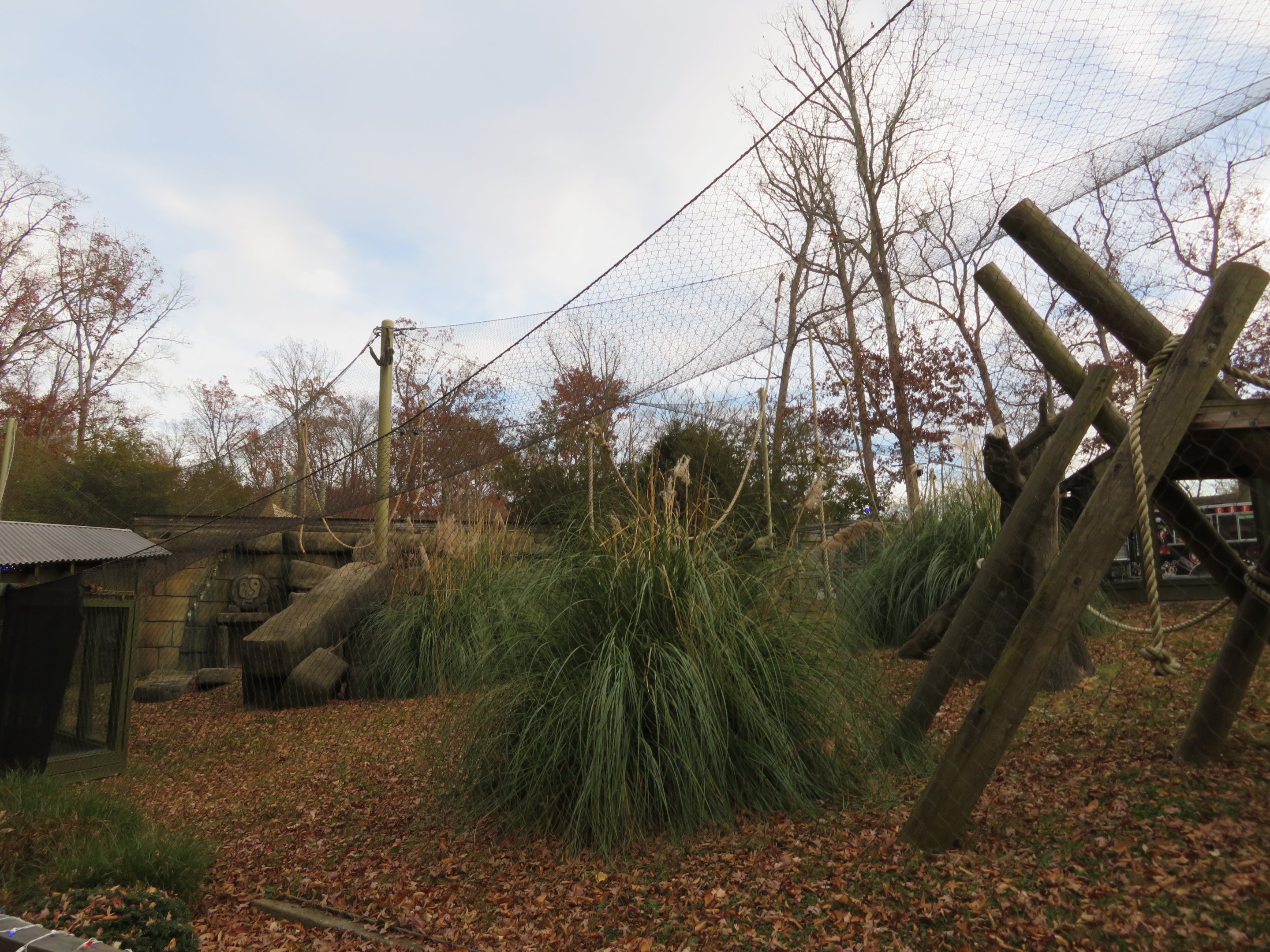 Javan Gibbon Exhibit