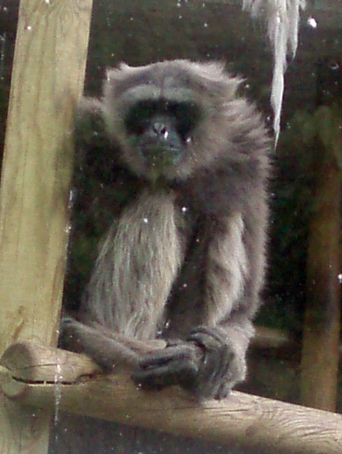Javan gibbon (Hylobates moloch)