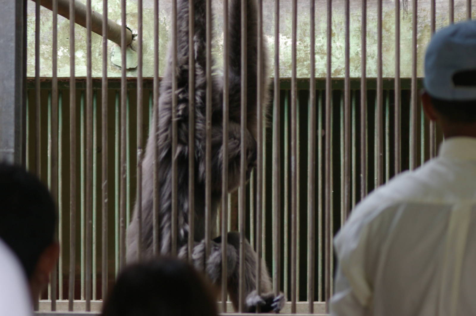 Javan gibbon (Hylobates moloch)