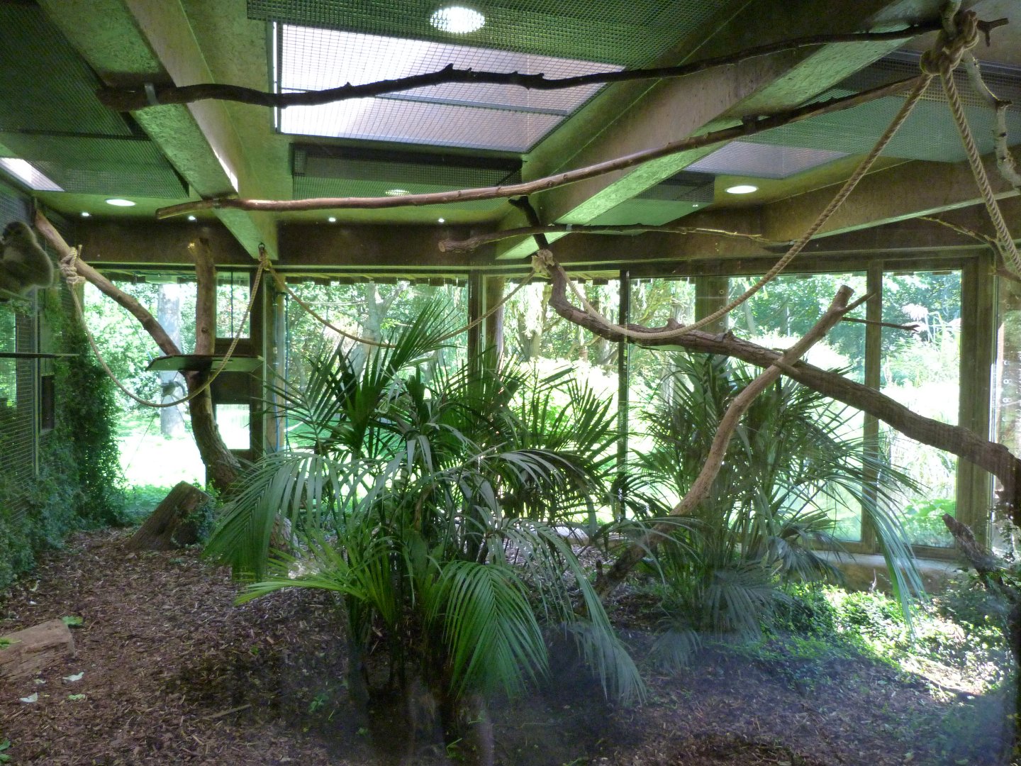 Javan gibbon indoors exhibit -Zoo Praha (2025)