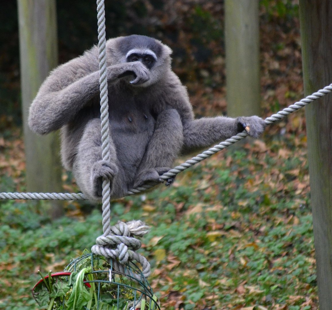 Javan Gibbon - September 2016