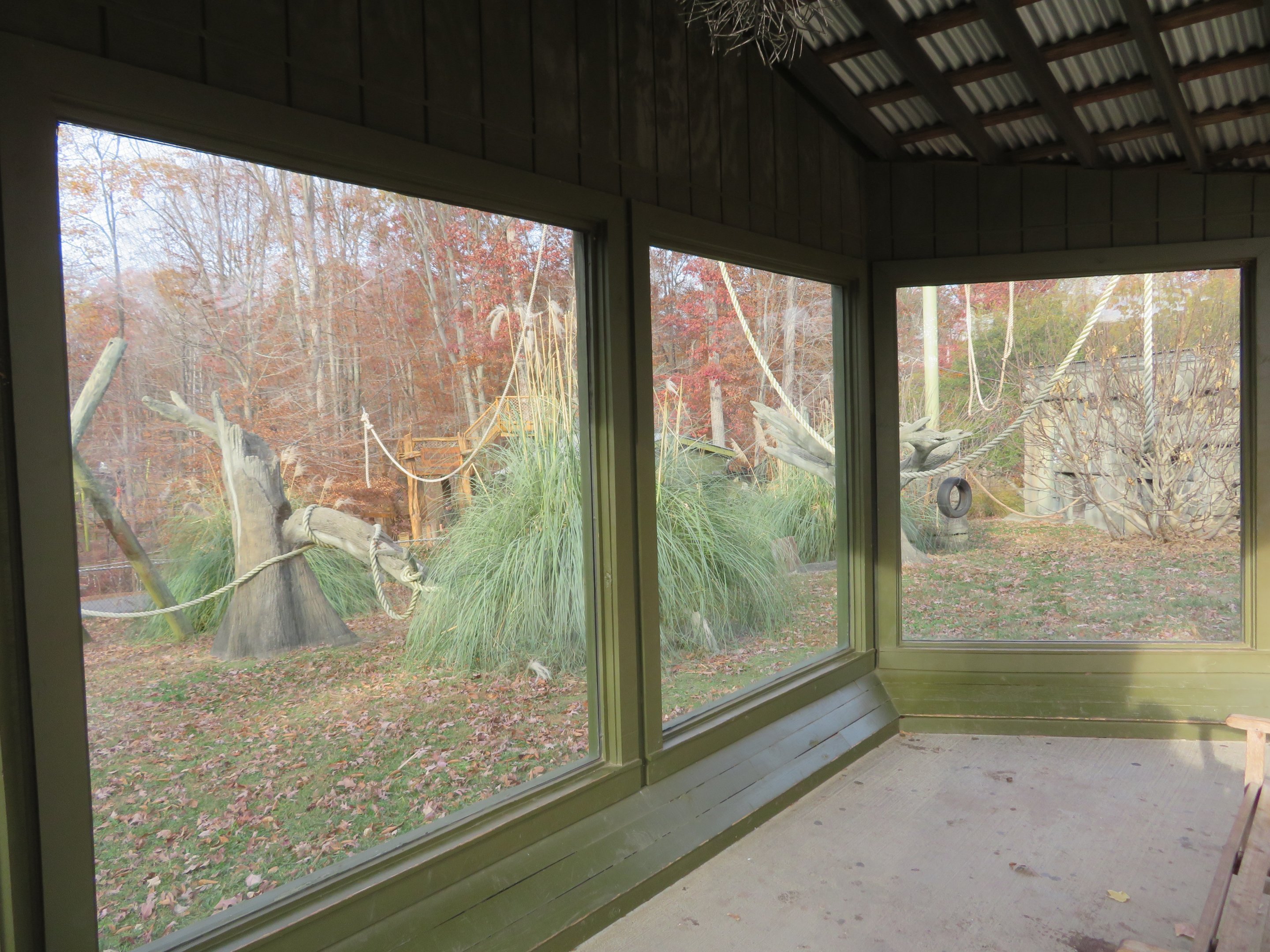 Javan Gibbon Viewing Window