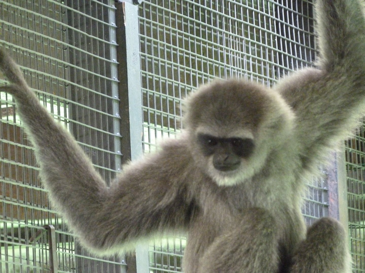 Javan gibbon -Zoo Praha (2025)