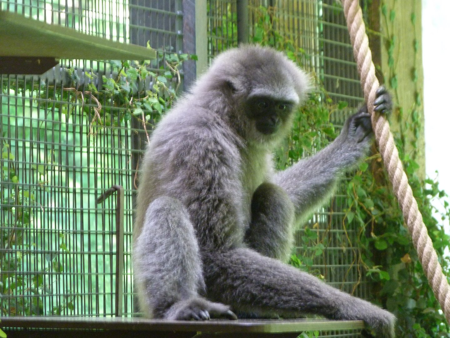 Javan gibbon -Zoo Praha (2025)