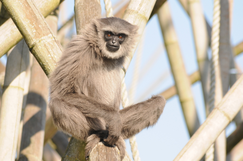 Javan gibbon