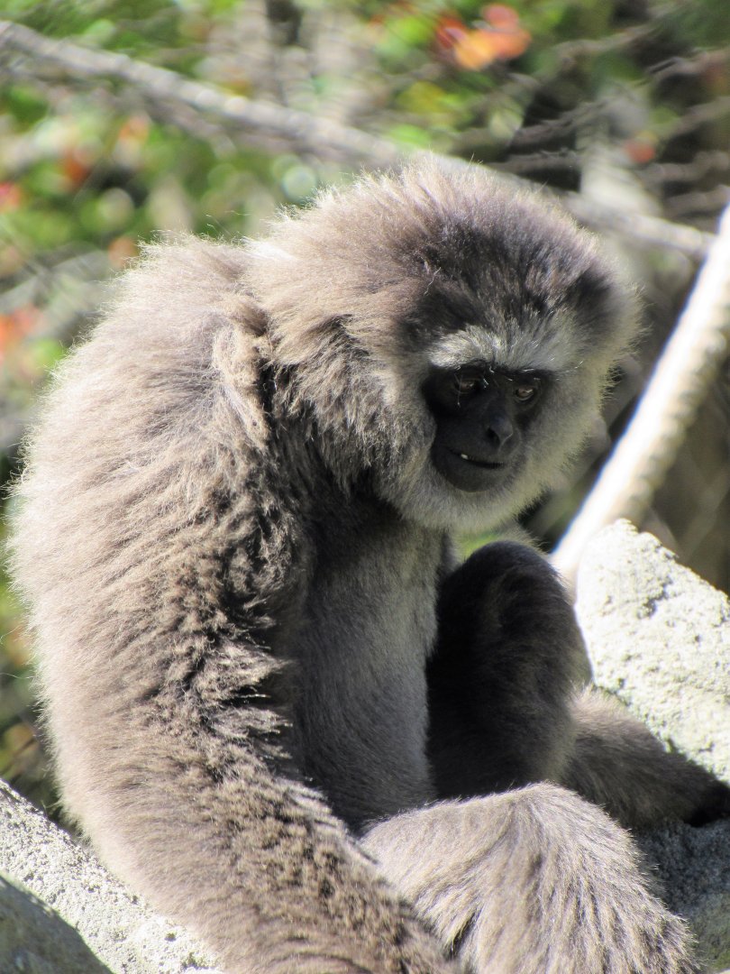 Javan Gibbon