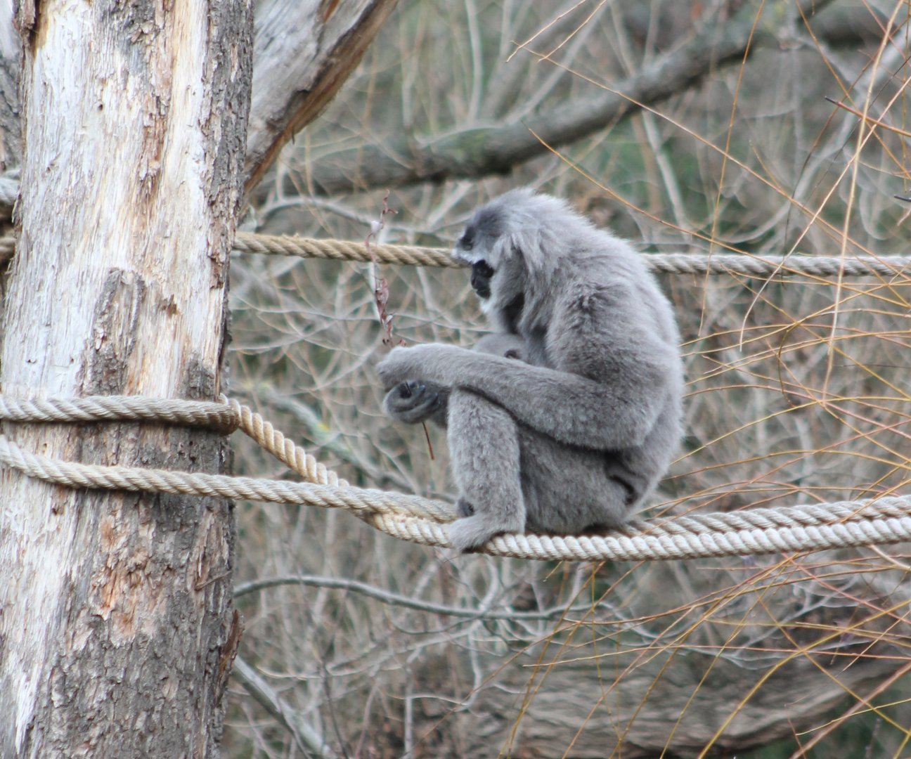 Javan gibbon