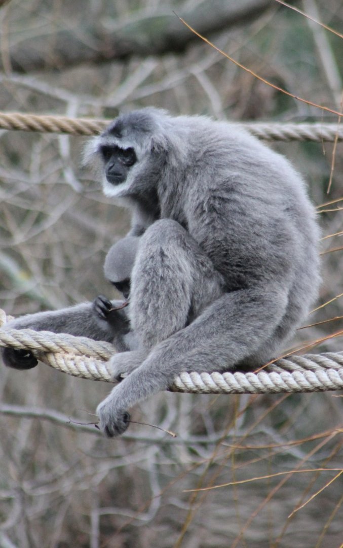 Javan gibbon
