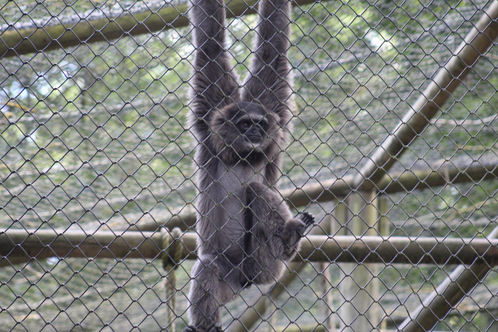 Javan Gibbon