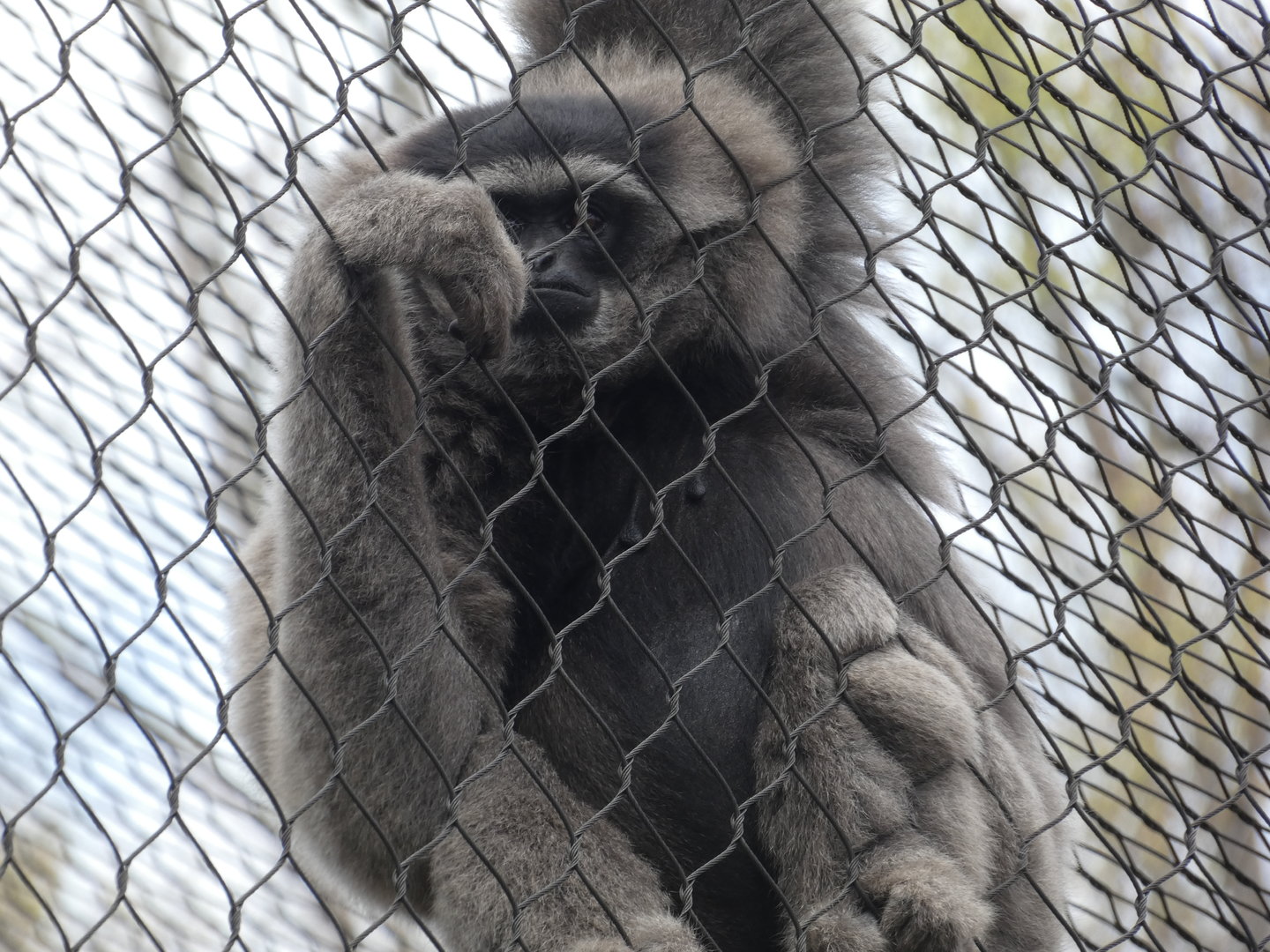 Javan Gibbon