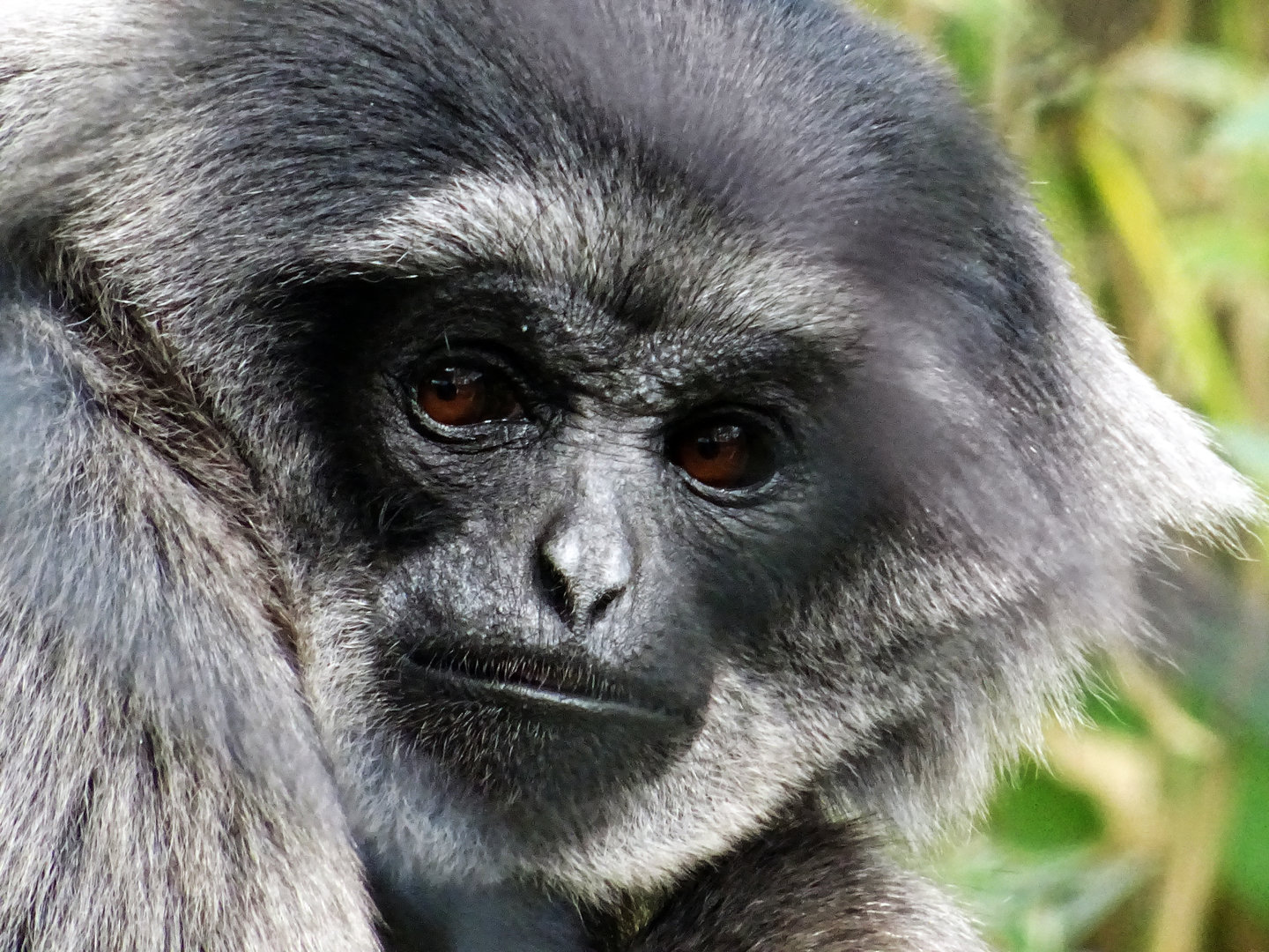 Javan Gibbon