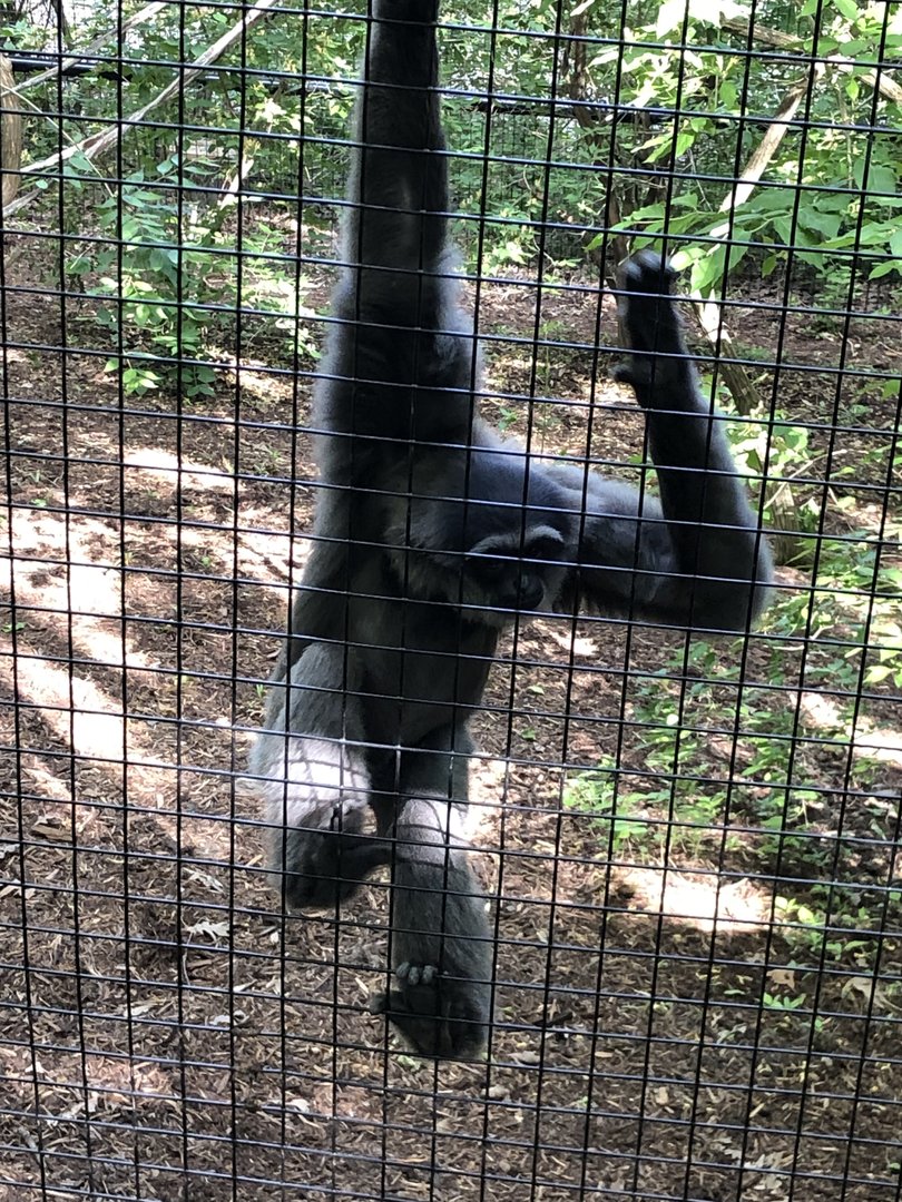 Javan Gibbon