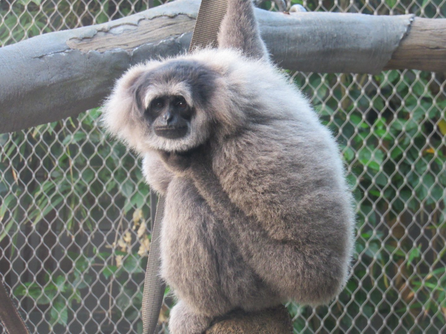 Javan gibbon