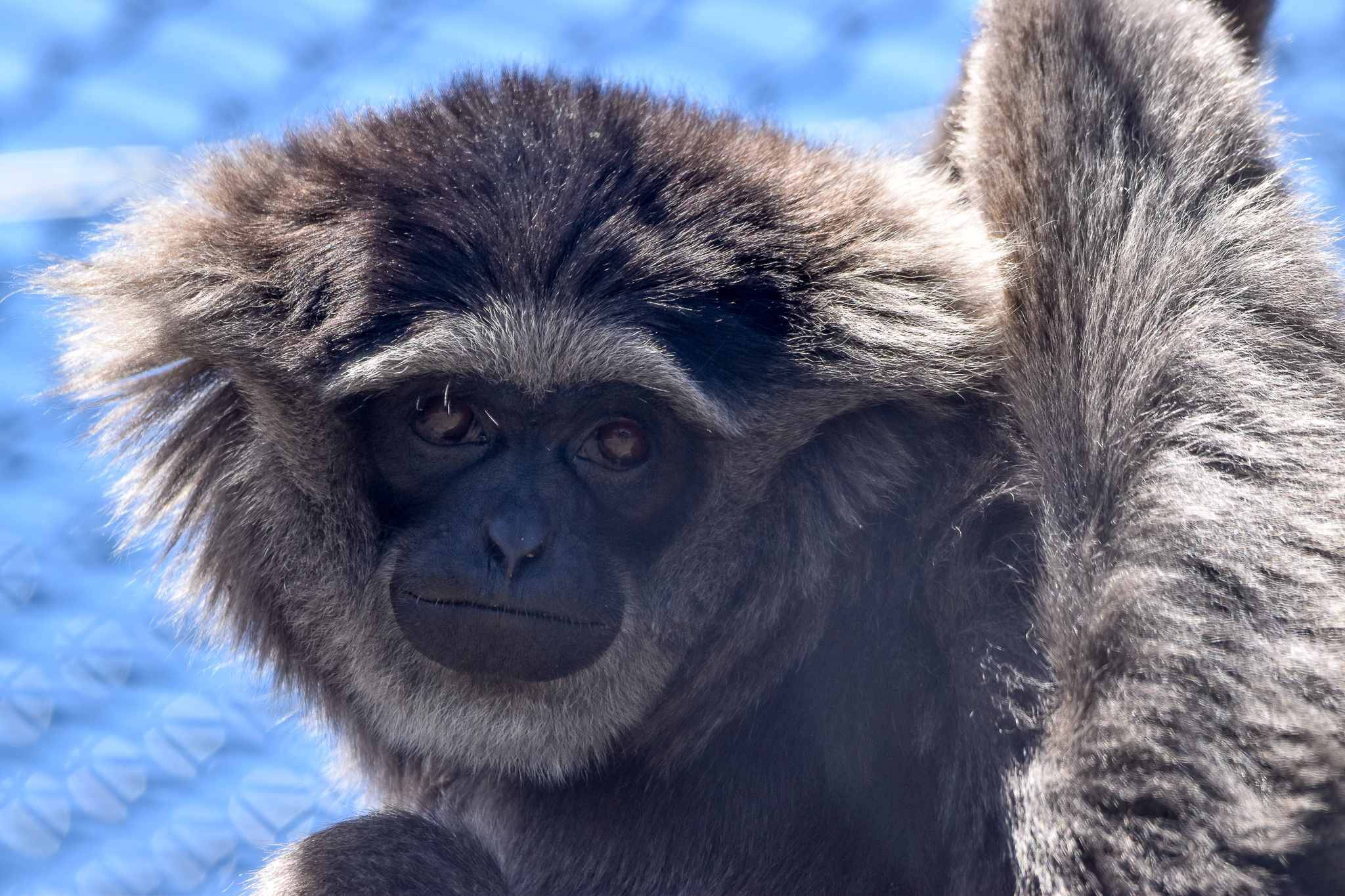 Javan Gibbon