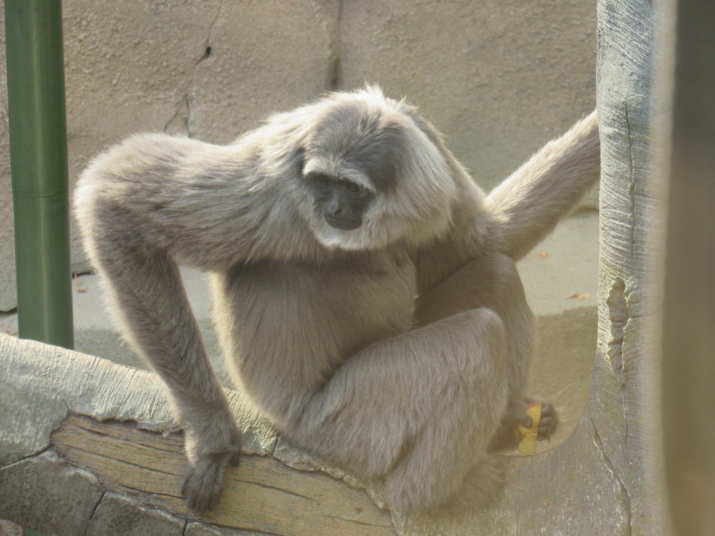 Javan gibbon