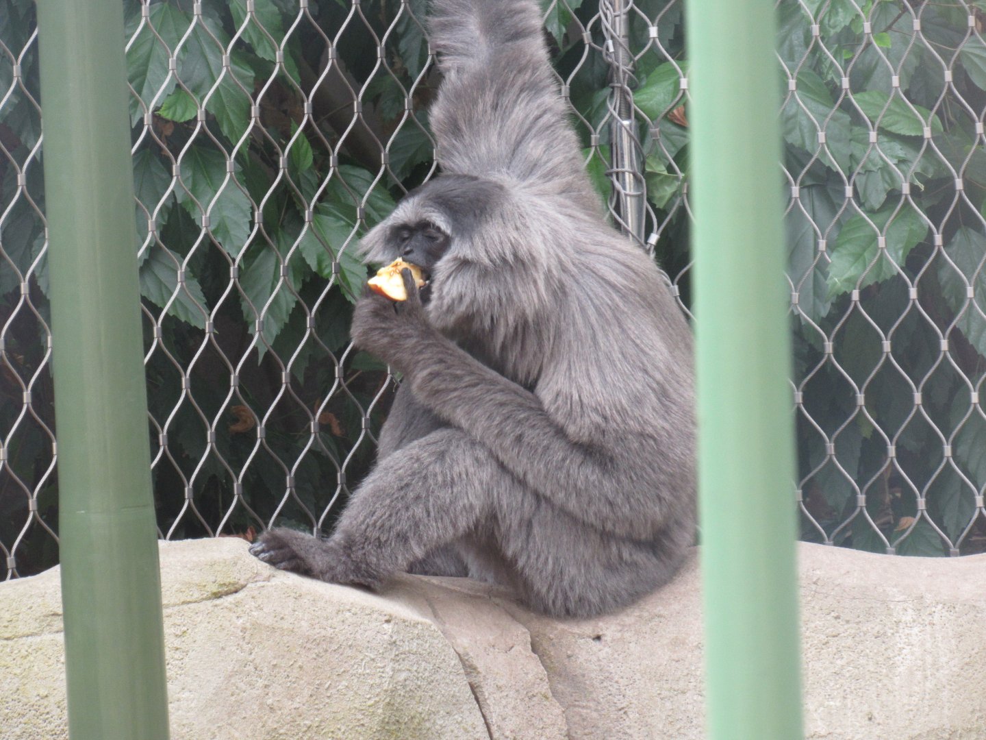 Javan gibbon