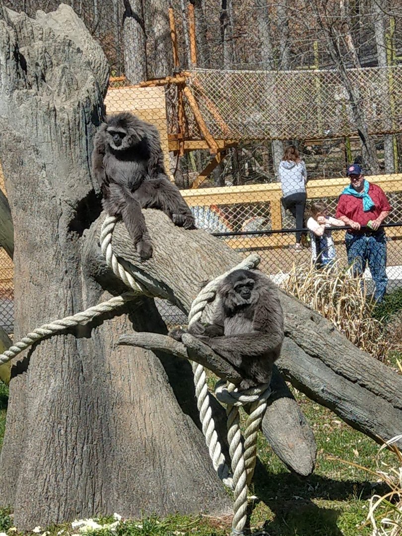 Javan Gibbon
