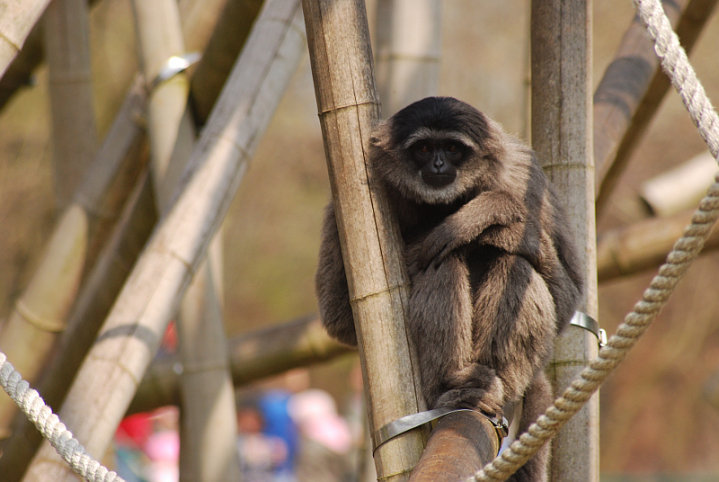 Javan gibbon