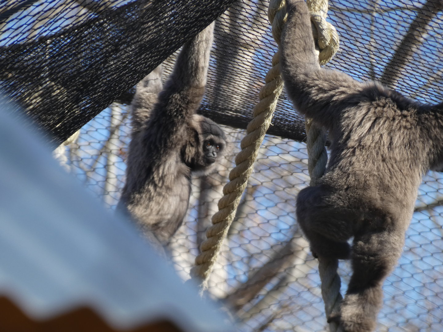 Javan Gibbons at the Greensboro Science Center