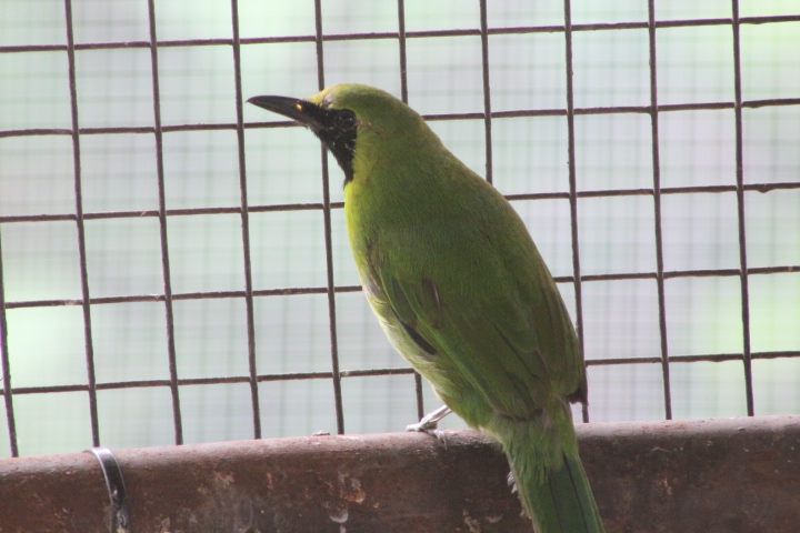 Javan greater leafbird (Chloropsis sonnerati sonnerati) - Bird Park