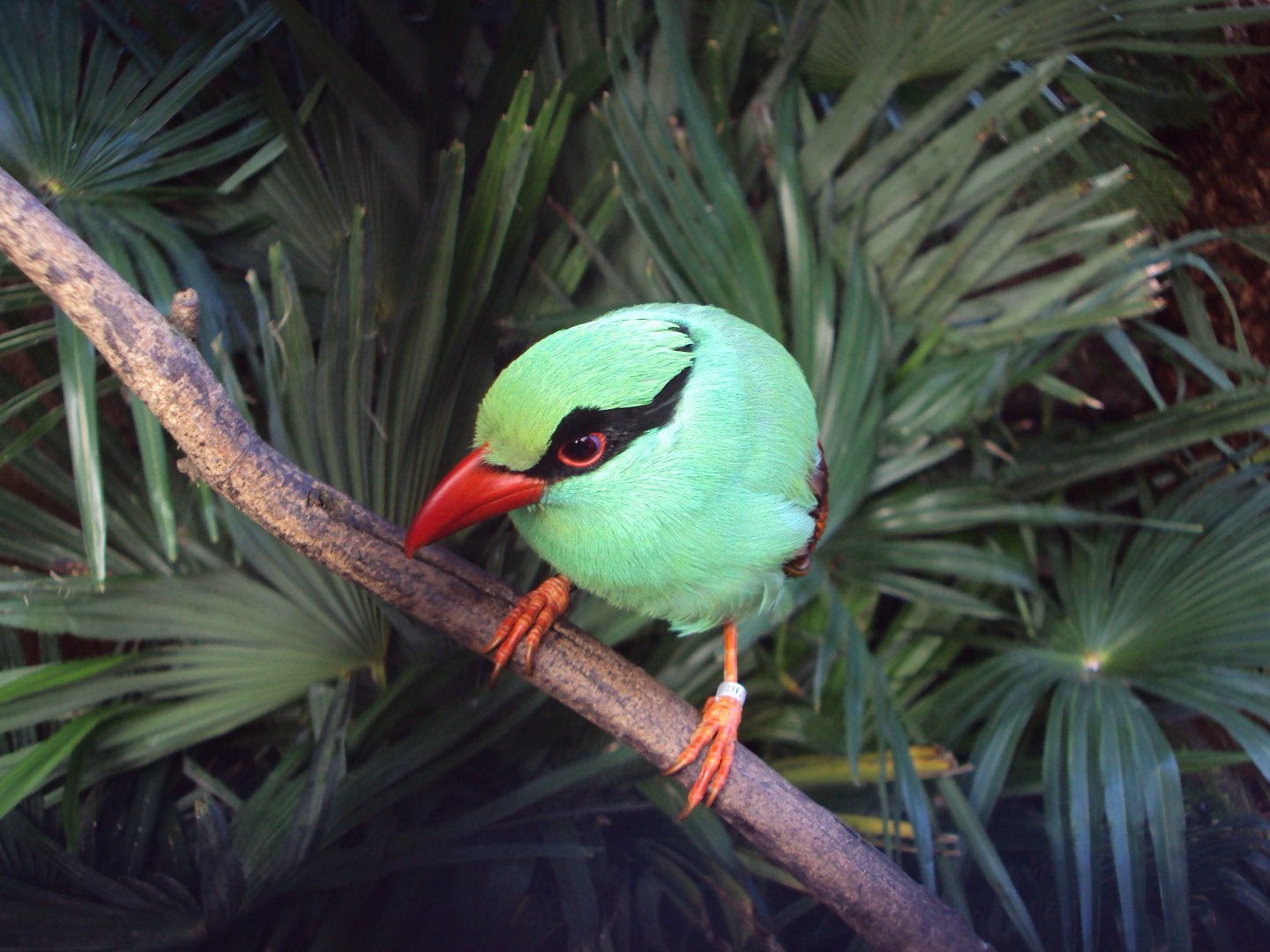 Javan Green Magpie 01/01/2020