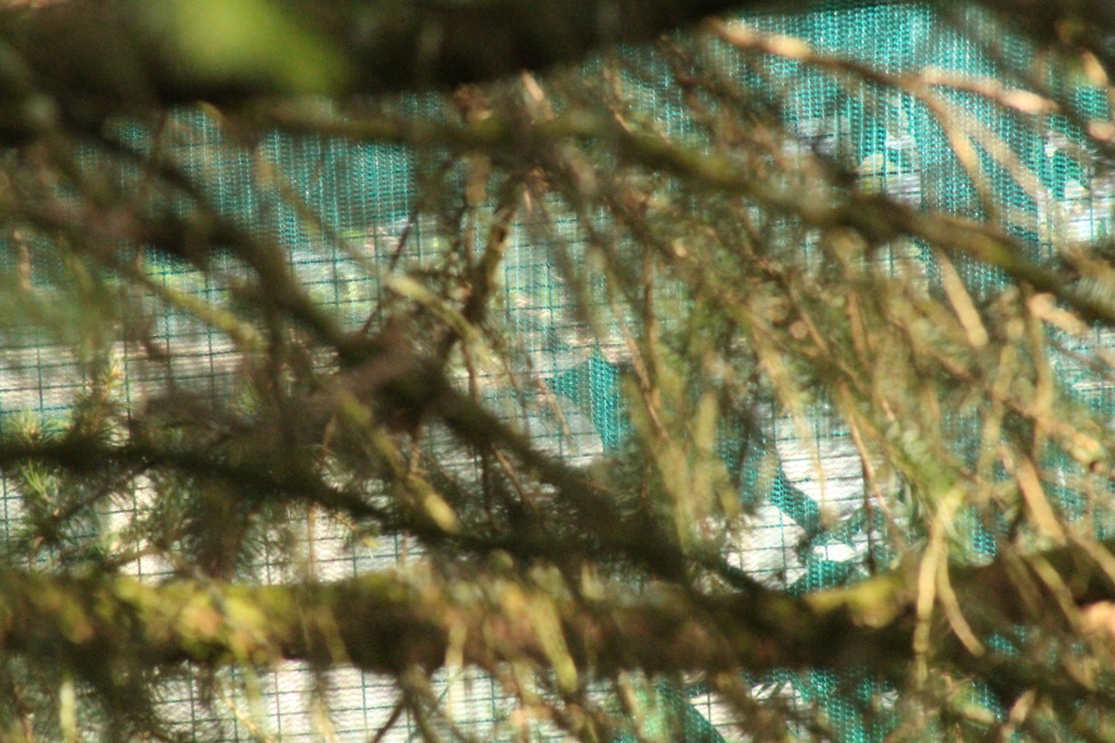 Javan green magpie - 1/4/17