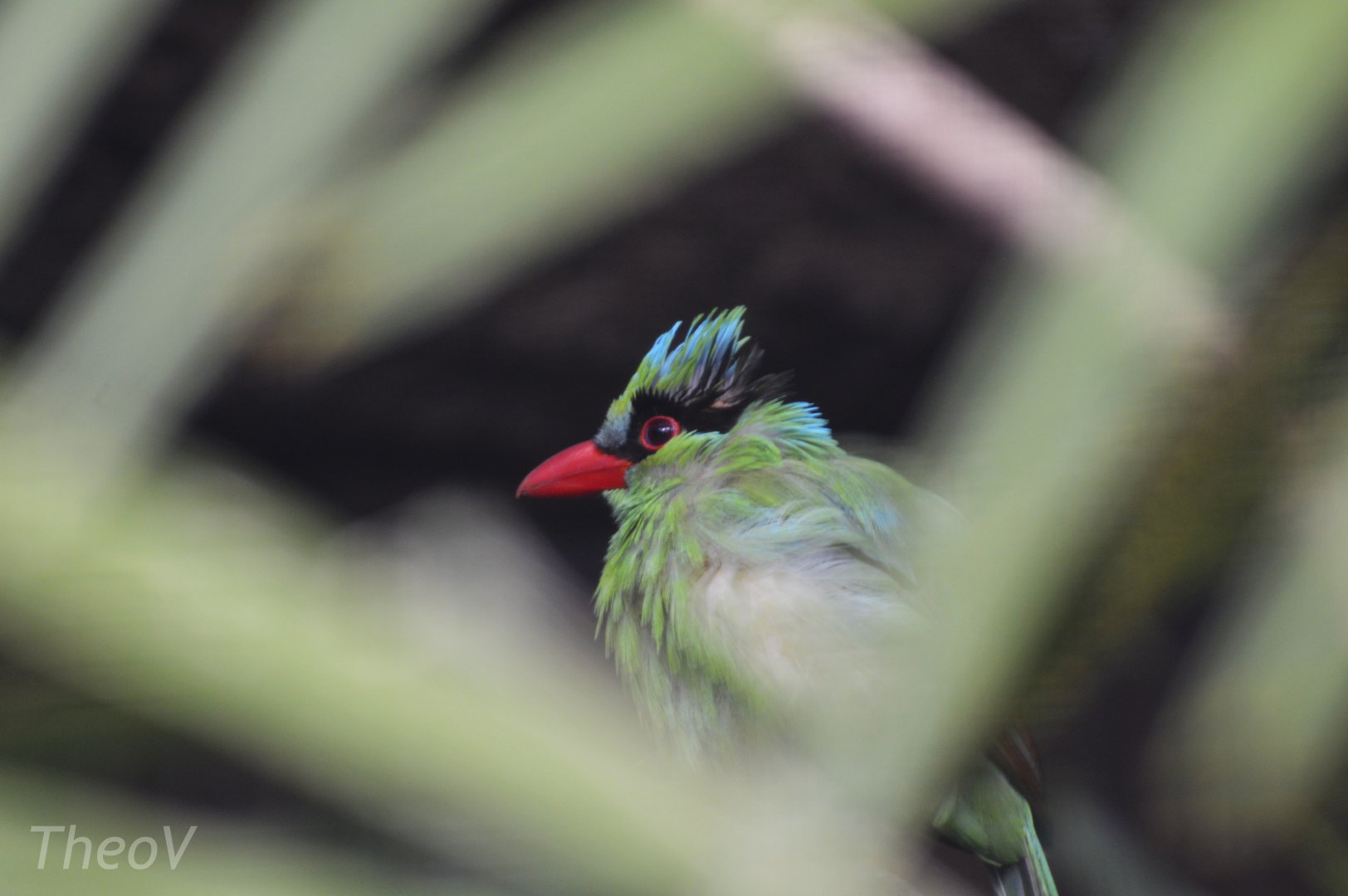 Javan green magpie [2019]