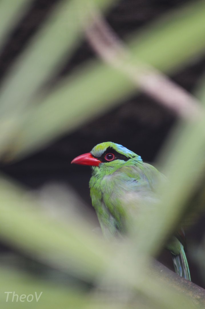 Javan green magpie [2019]