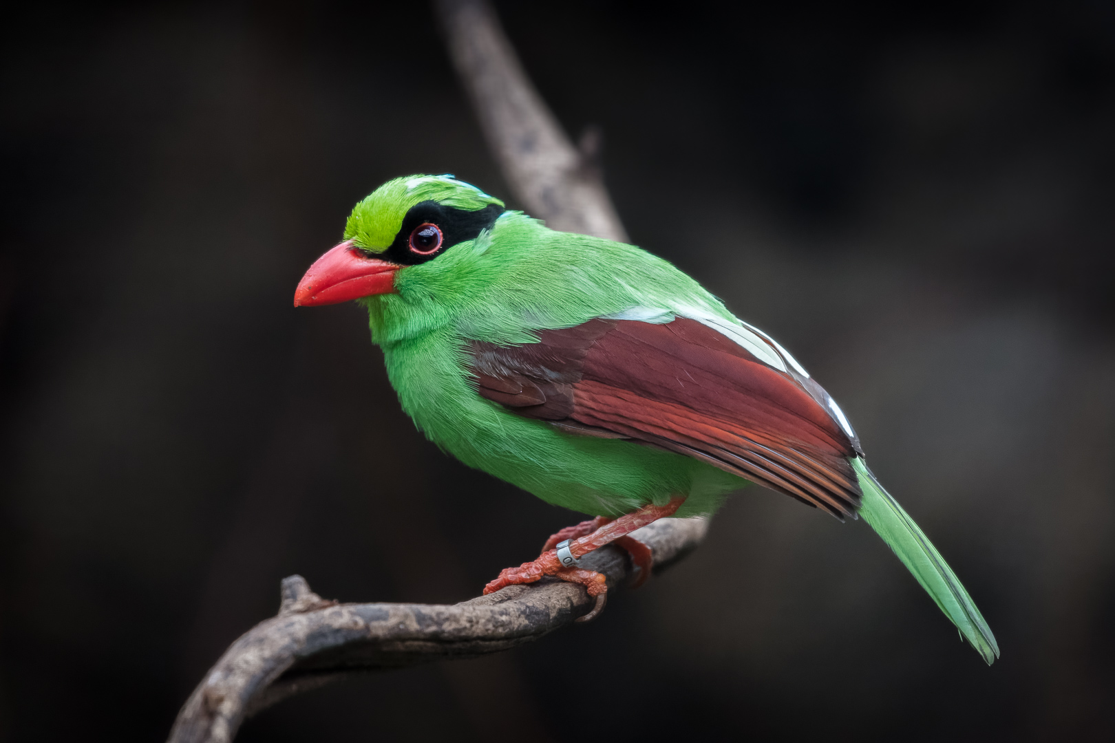 Javan Green Magpie - 27/09/2017