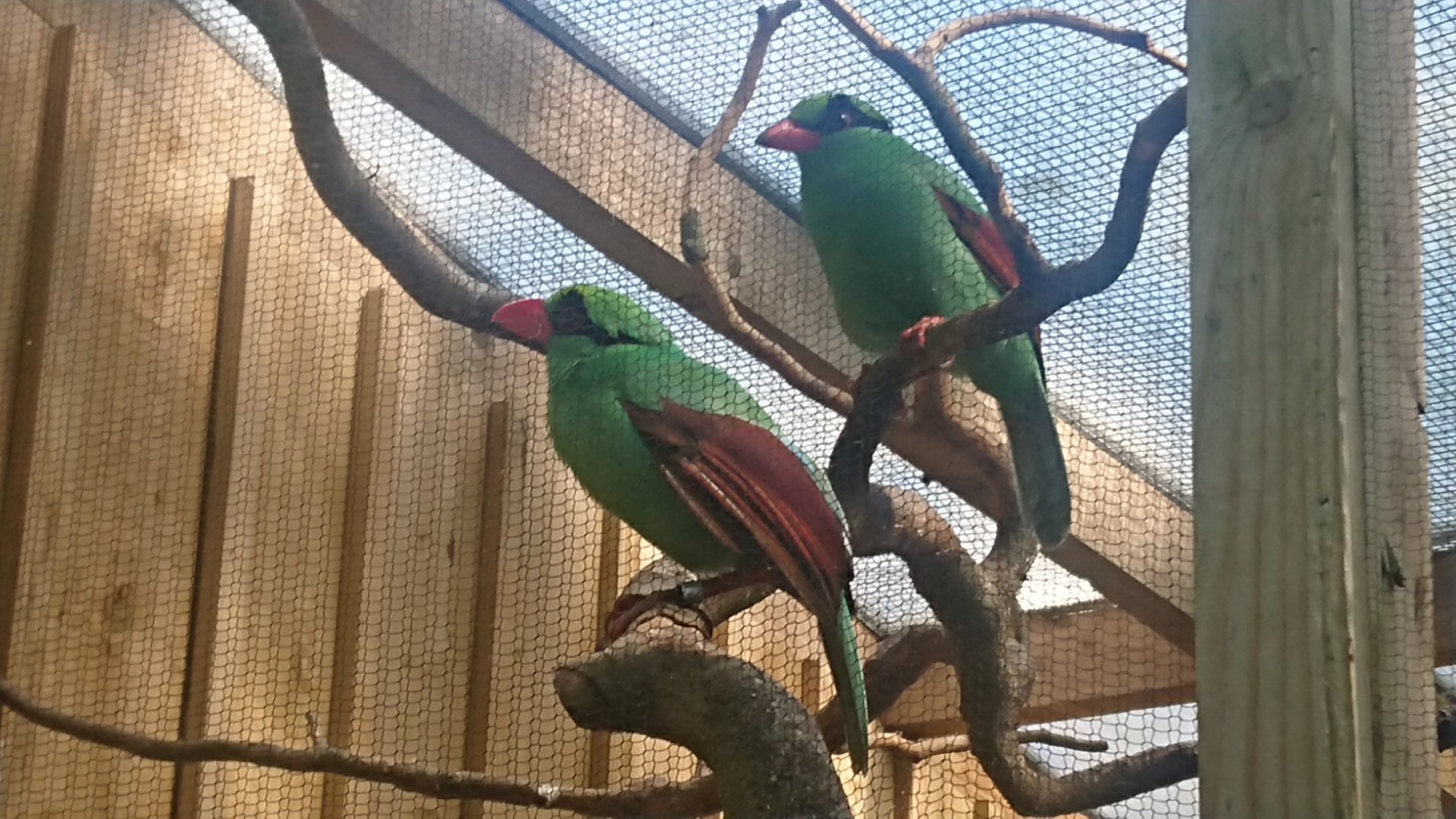 Javan Green Magpie 9/7/19