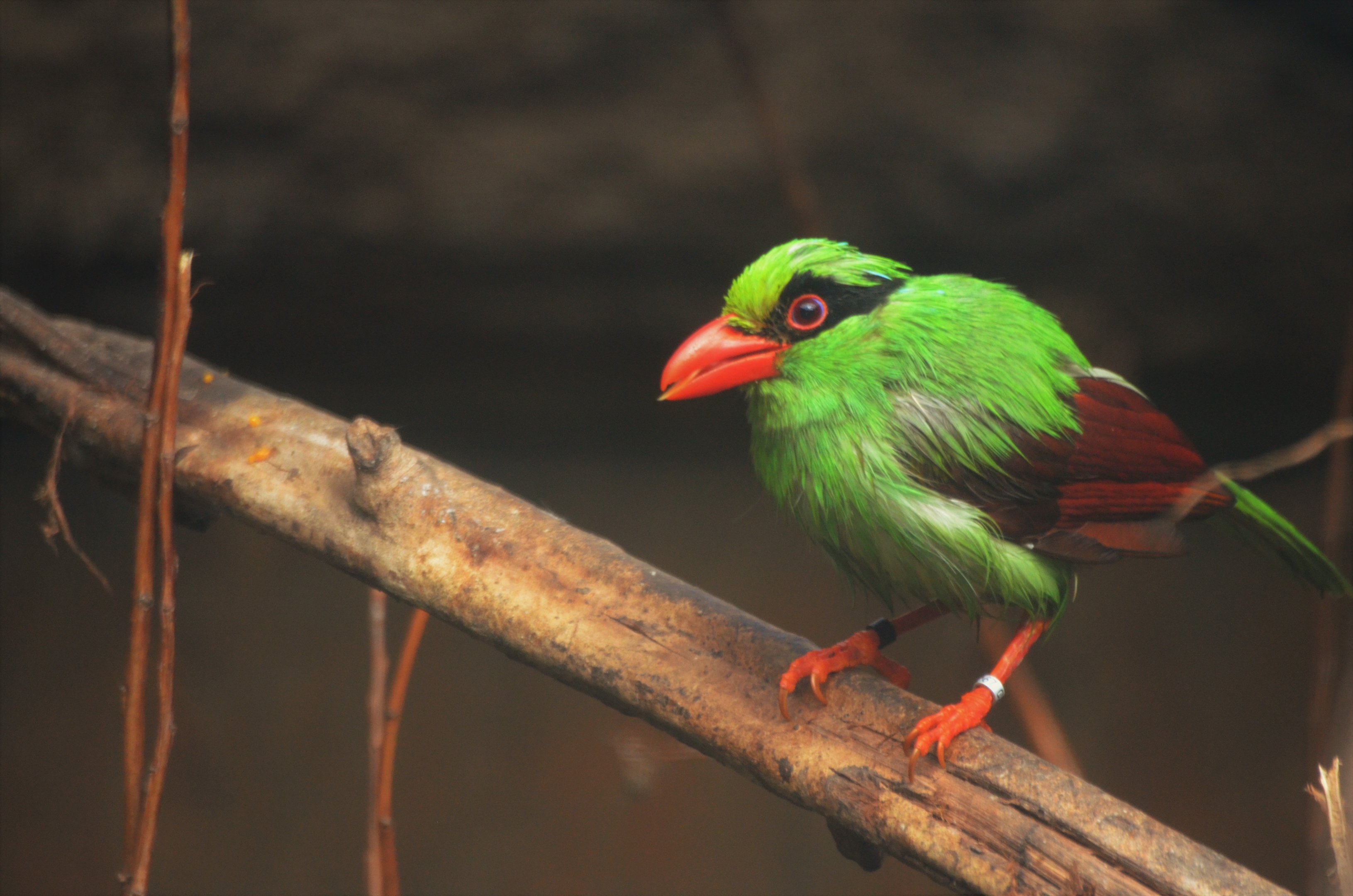 Javan Green Magpie at Chester, 30/09/17