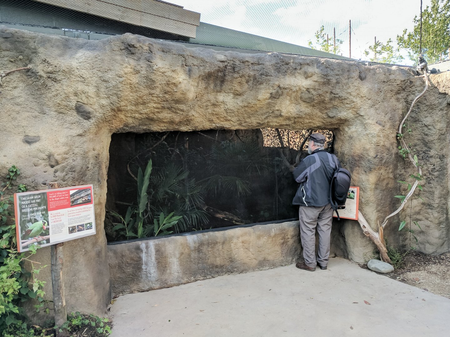 Javan Green Magpie Aviary - 09/08/2017
