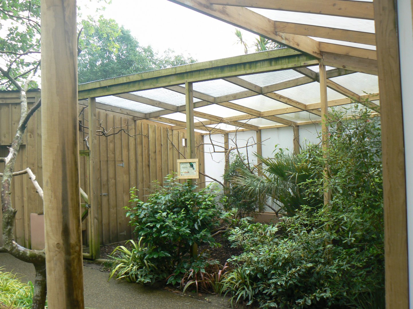 Javan Green Magpie Aviary - 11 July 2018