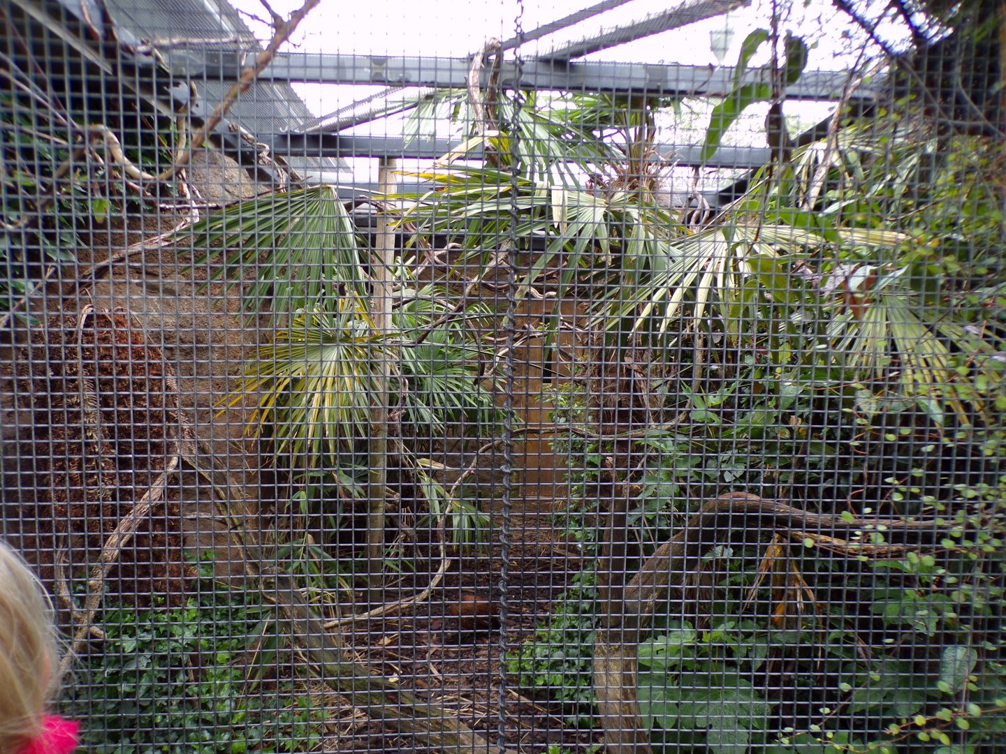Javan green magpie aviary 29.6.24
