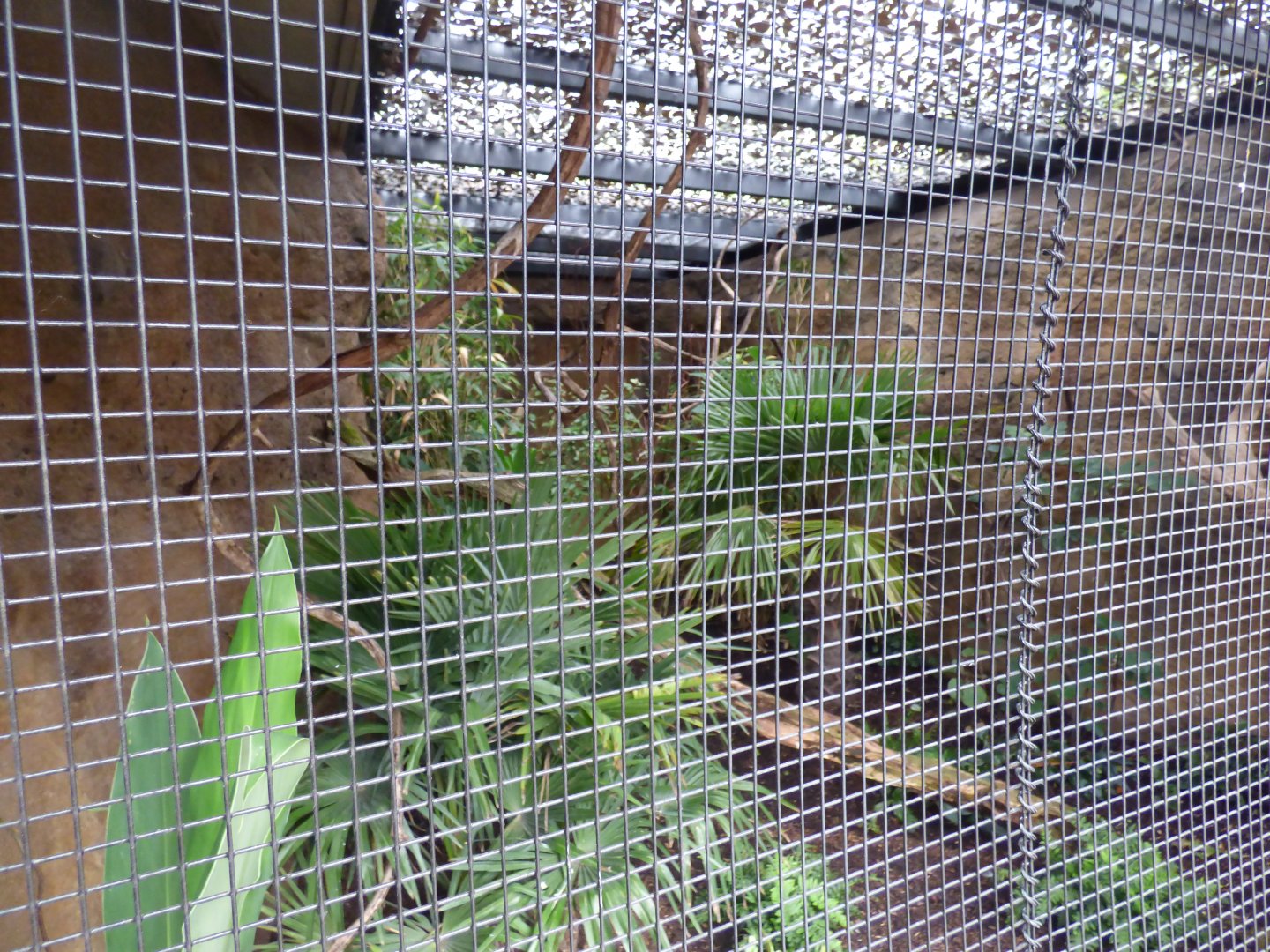 Javan Green Magpie Aviary