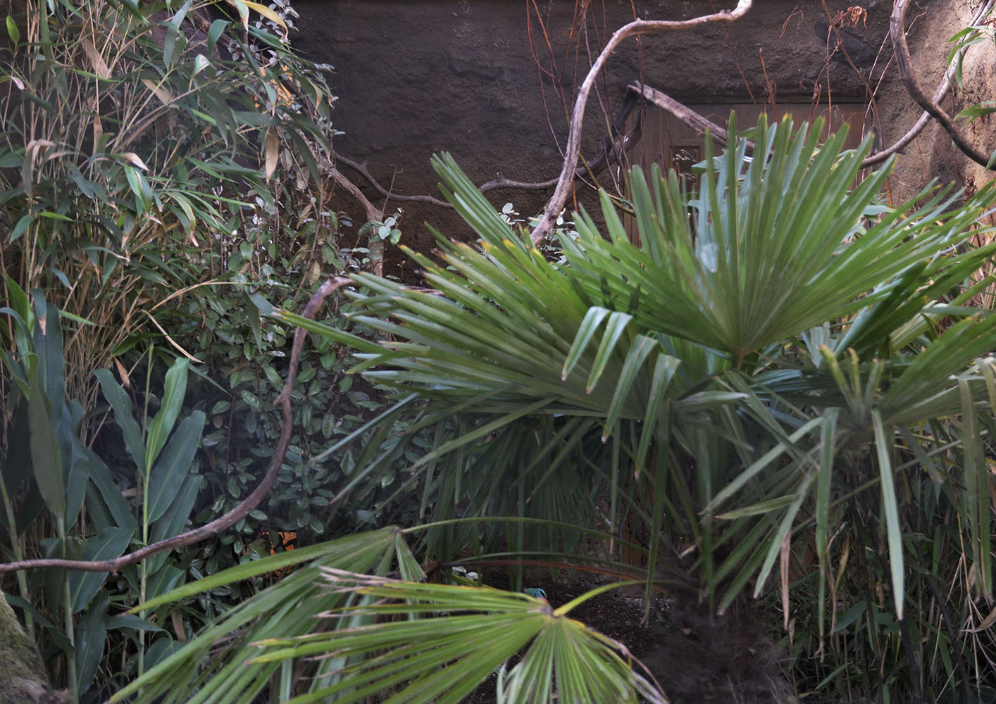 Javan green magpie aviary