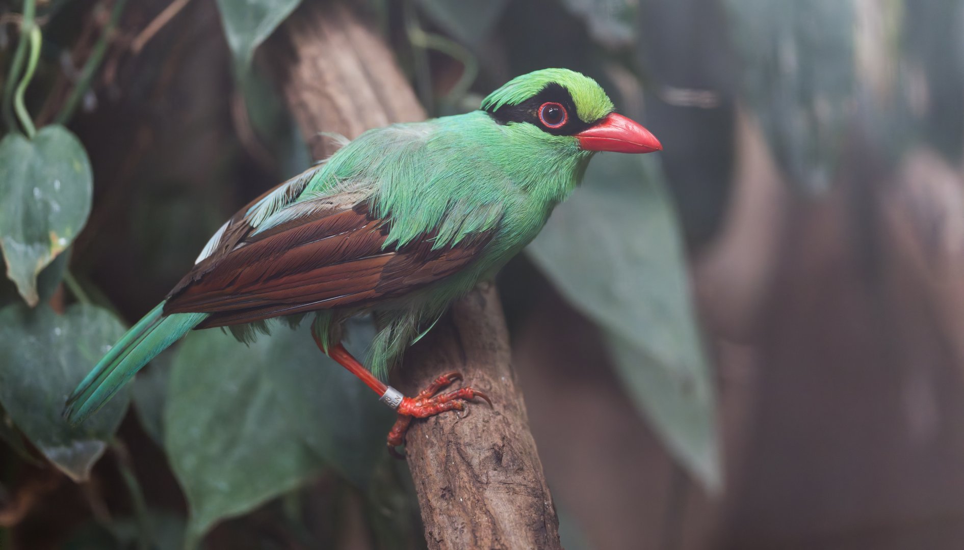 Javan Green Magpie, Chester, UK