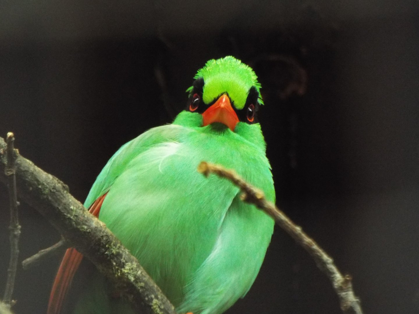 Javan Green Magpie, Chester Zoo