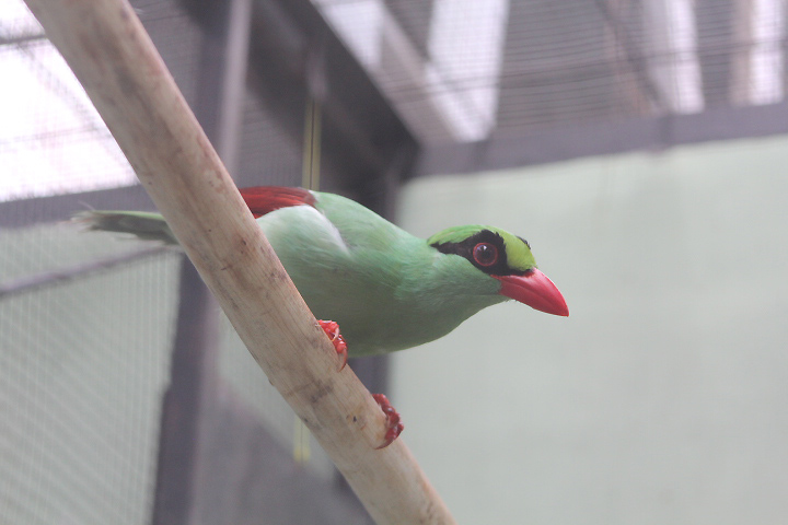 Javan green magpie (Cissa thalassina) - PCBA