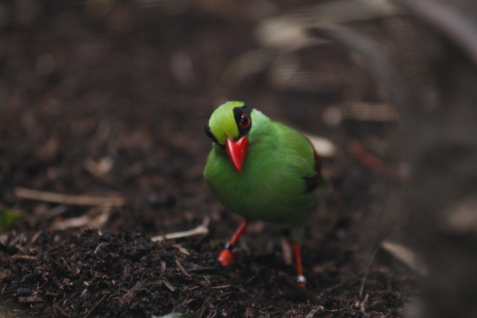 Javan green magpie (Cissa thalassina)
