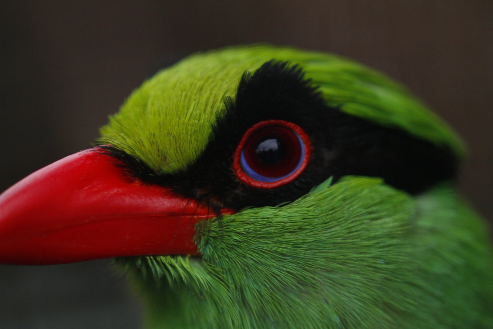 Javan green magpie (Cissa thalassina)