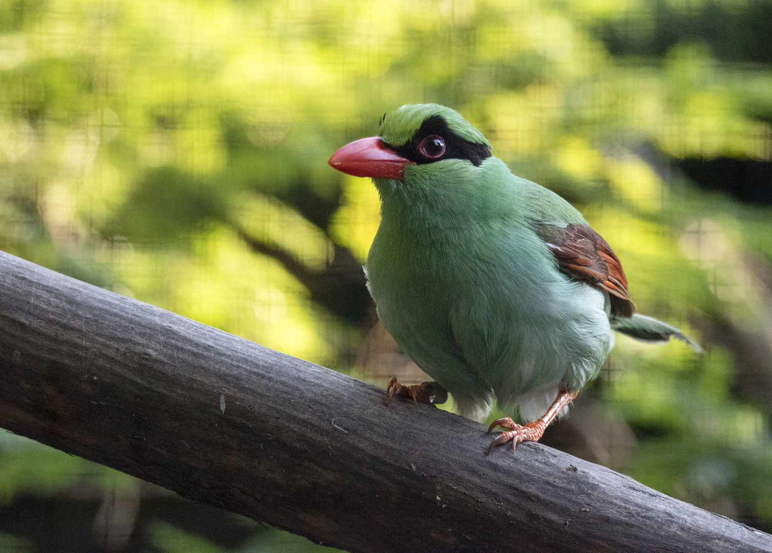 Javan green magpie (Cissa thalassina)