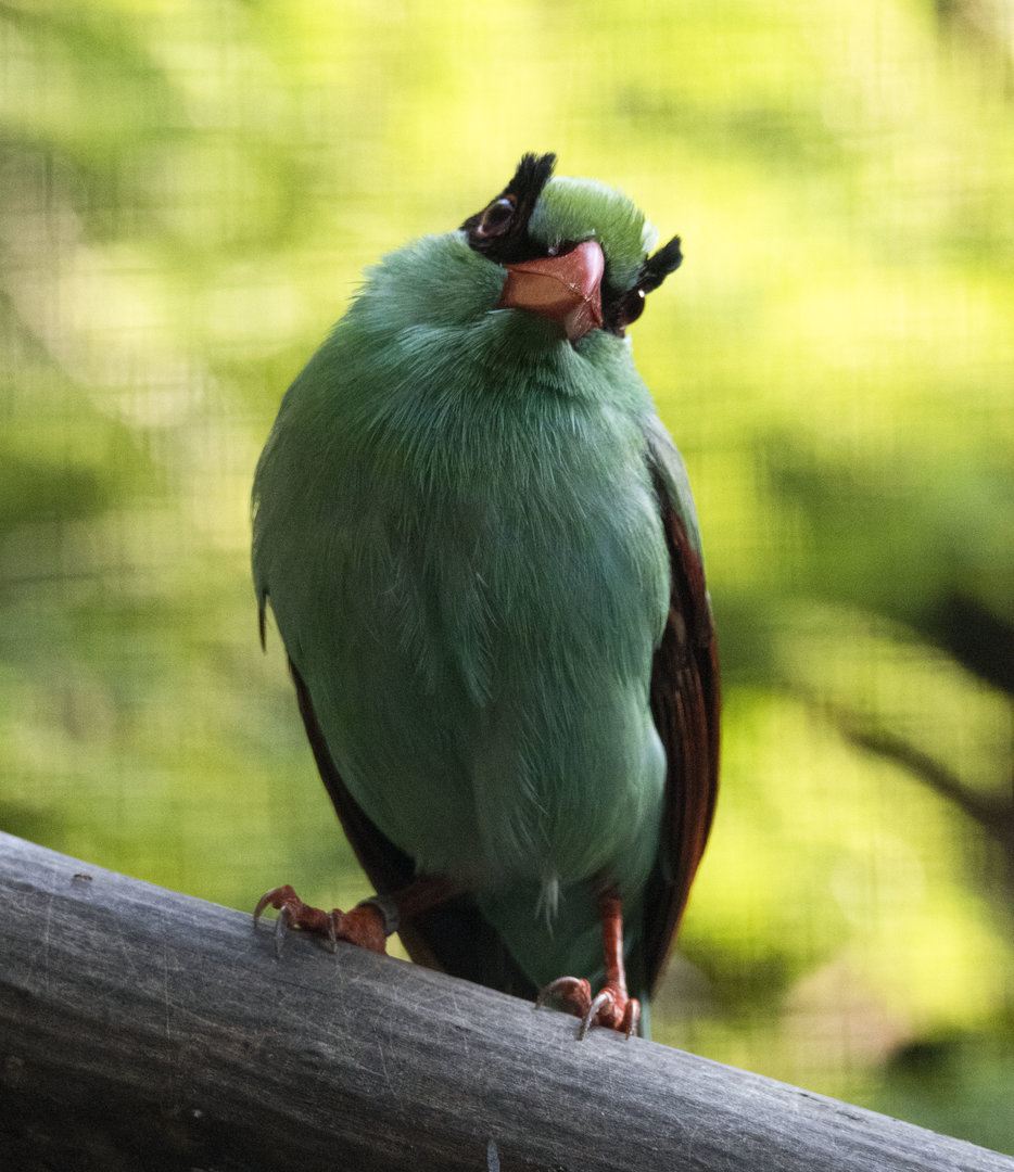 Javan green magpie (Cissa thalassina)