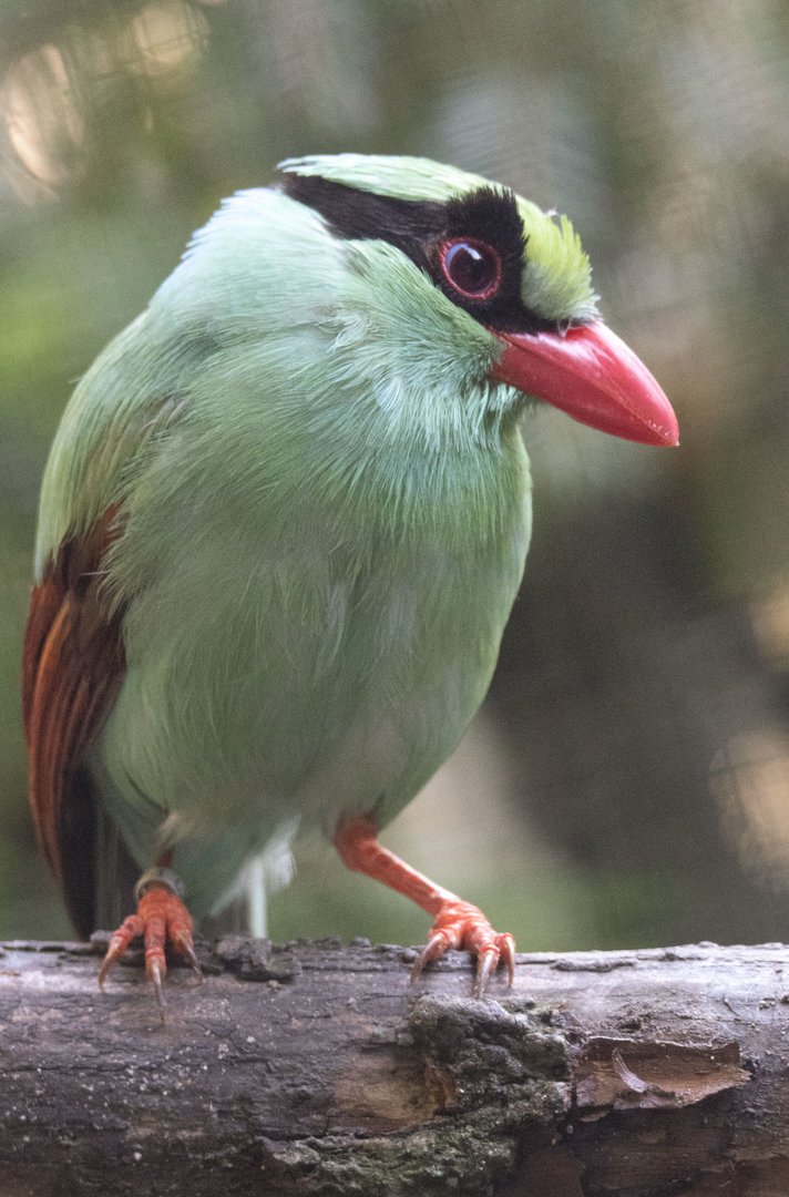 Javan green magpie (Cissa thalassina)