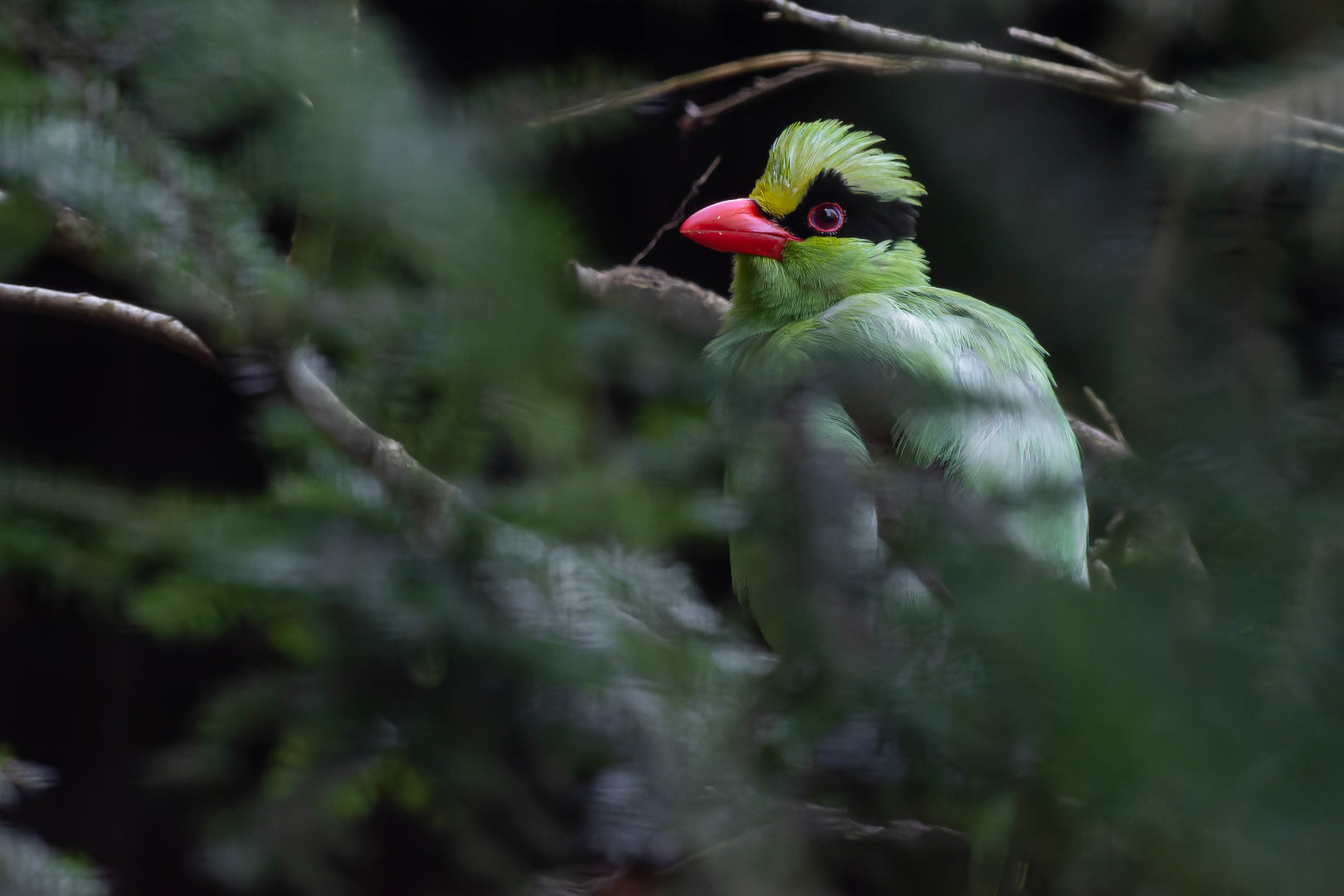 Javan green magpie (Cissa thalassina)
