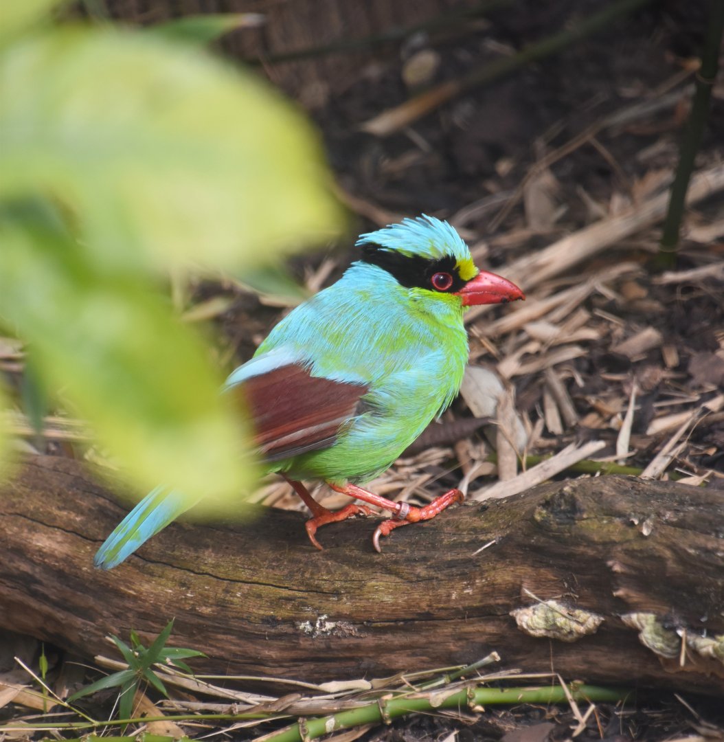 Javan green magpie, Cissa thalassina